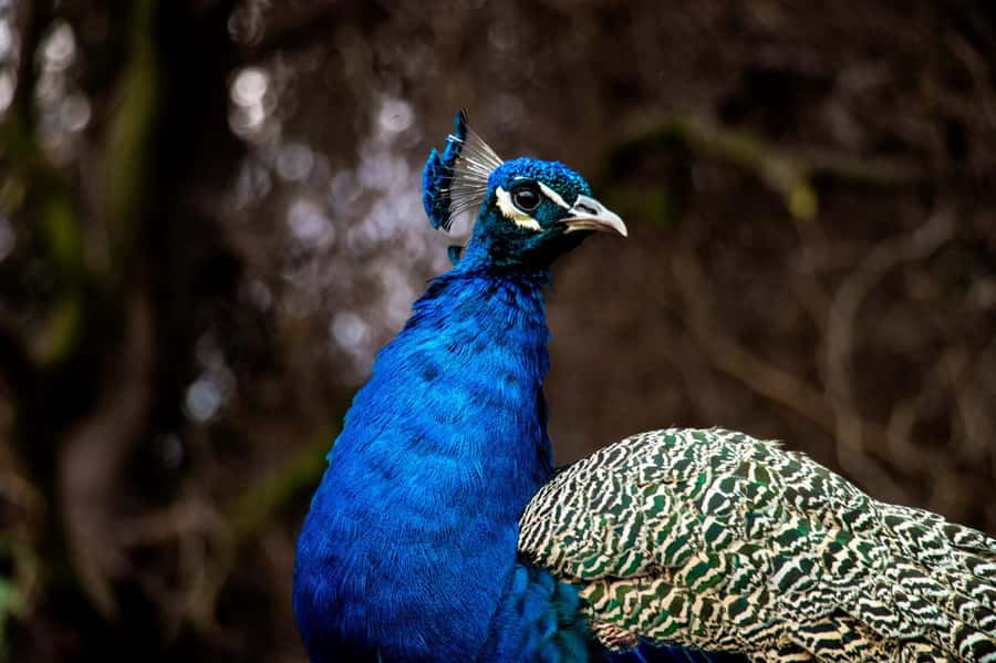 From Santiago: Safari Park, a wild experience - Price and logistics: does $111 feel like value?