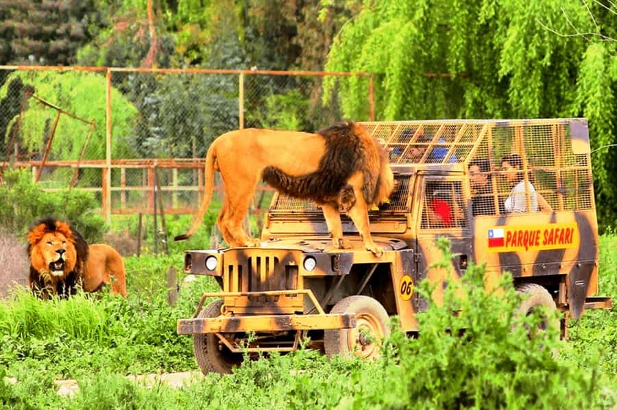 From Santiago: Safari Park, a wild experience - Who this tour is best for, and who should skip it