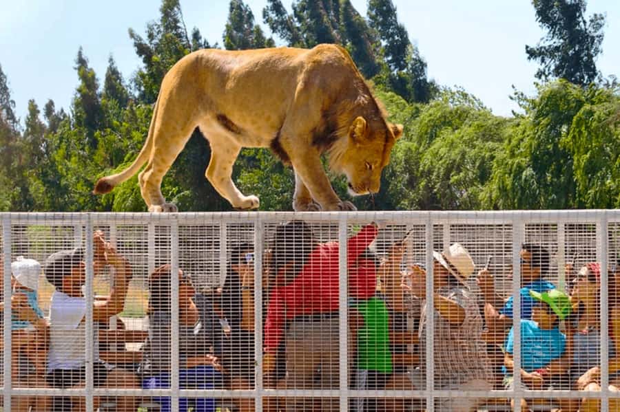 From Santiago: Safari Park, a wild experience - The 9-hour flow: pickup, coach ride, and the park rhythm