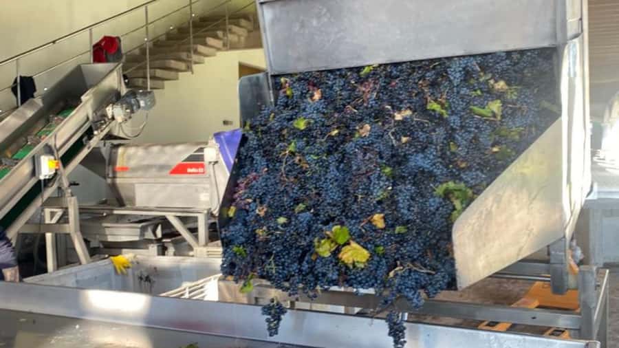 From Santiago: Undurraga Winery Tour with Tasting - Who this tour suits best