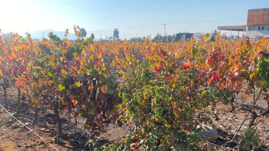 From Santiago: Undurraga Winery Tour with Tasting - The Aliwen corner: Mapuche worldview as part of the walk