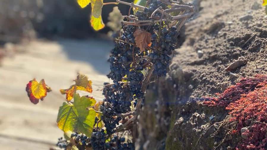 From Santiago: Undurraga Winery Tour with Tasting - Entering the centuries-old cellars: where the atmosphere changes