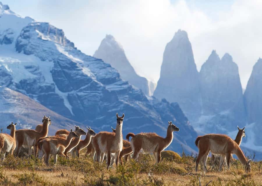 Full-Day Torres del Paine National Park from El Calafate - Key things to know before you go