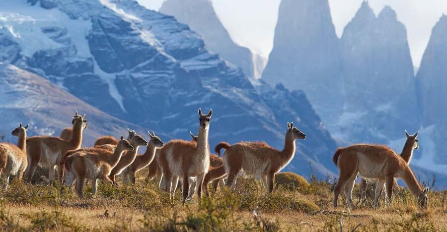 Full-Day Torres del Paine National Park from El Calafate - Puente Weber and Pehoe Lake: Lakes, Lagoons, and a Real Stroll