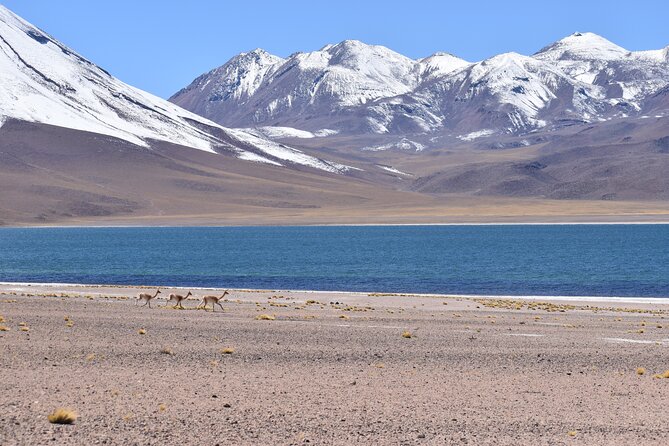 Full Day Tour Piedras Rojas Altiplanic Lagoons Chaxa Lagoon - Tropic of Capricorn: a short stop with a smart explanation