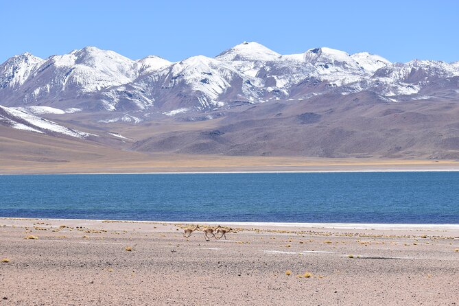 Full Day Tour Piedras Rojas Altiplanic Lagoons Chaxa Lagoon - Piedras Rojas (Salar de Aguas Calientes Sur): salt flats with real color