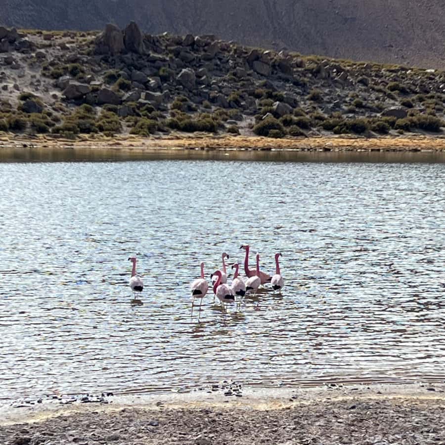 Geysers del Tatio: Sunrise and breakfast in Atacama - Machuca panoramas and photo stops that actually help