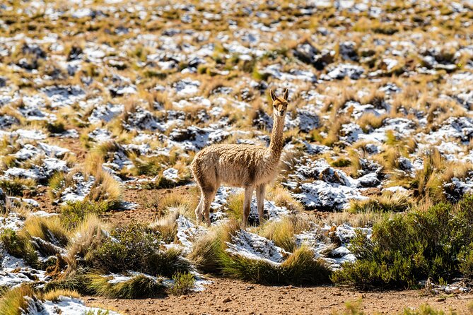 Guided tour to the Tatio Geyser breakfast at Geyser Blanco - El Geyser del Tatio: two hours of walking, and the cold math