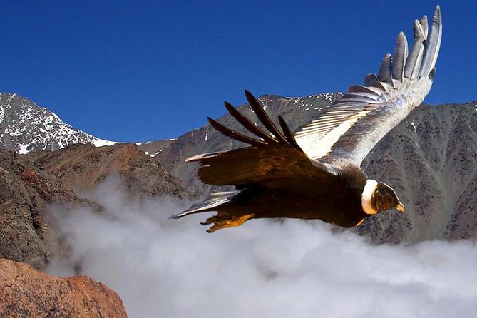 Half Day Private Trip to Valle Nevado with Cheese and Wine Carbon Neutral trip - Parque Yerba Loca Lookout: Binoculars, La Paloma Glacier, and Condor Chances