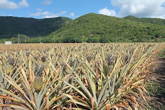 Half-Day Tour: A Taste of Paradise and History of Antigua - Shirley Heights: English Harbour Views Plus 18th-Century Guard Post History