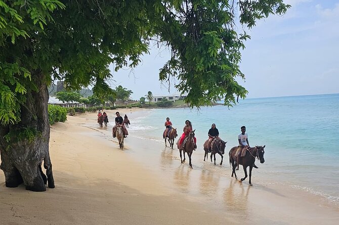 Horseback Riding at Hawksbill Beach in Five islands Antigua - The Horses and Guides: Where the Safety Focus Really Shows