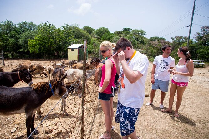 Island Safari Discovery - The guide-led story starts right away, not at the first photo stop