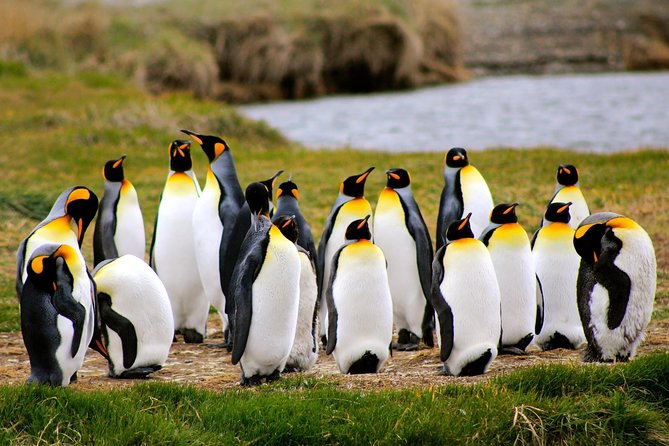 King Penguin Nature Reserve - Tierra del Fuego Island - Key takeaways before you go