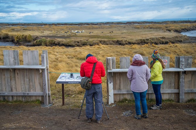 King Penguin Nature Reserve - Tierra del Fuego Island - Punta Arenas to king penguins: why this trip works