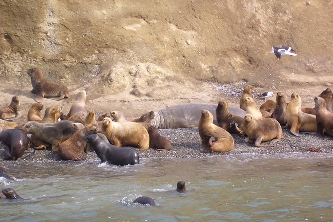 Magdalena Island Penguin Tour by Boat from Punta Arenas - Key points to know before you go