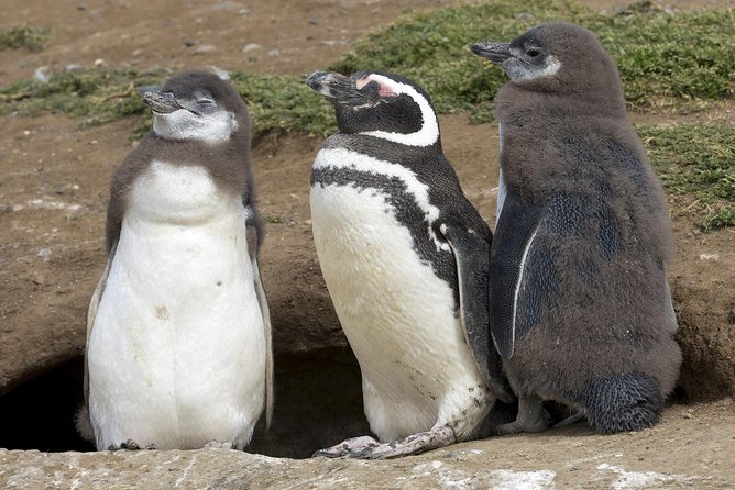 Magdalena Island Penguin Tour by Boat from Punta Arenas - From José Nogueira to the pier: the logistics you can control