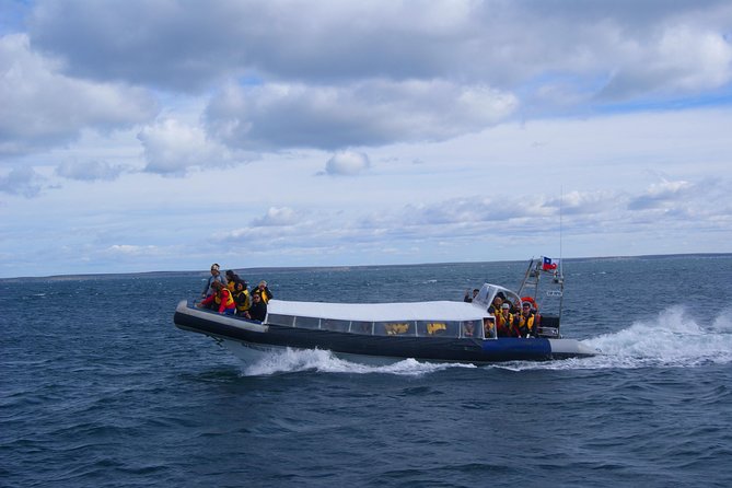 Magdalena Island Penguin Tour by Boat from Punta Arenas - The lighthouse stop: why it turns animal viewing into real learning