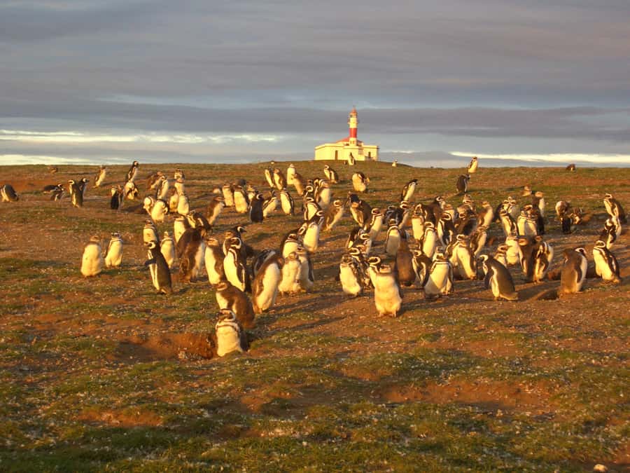 Magdalena Island Penguin Tour by Boat from Punta Arenas - Who this tour is best for (and who should skip)