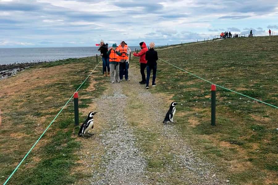 Magdalena Island: Walk with the penguins - From Prat Pier check-in to catamaran departure