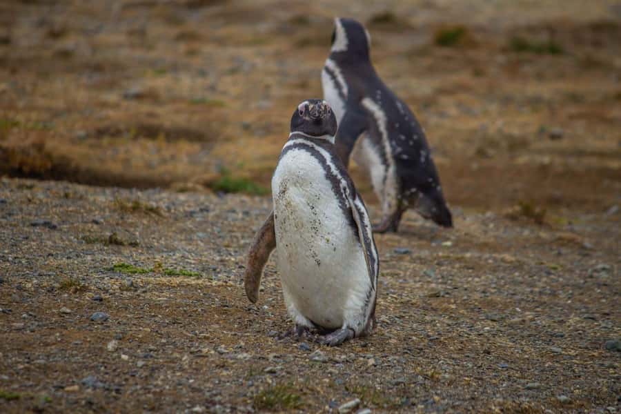 Magdalena Island: Walk with the penguins - 800 meters on Magdalena Island, ending at the 1902 lighthouse