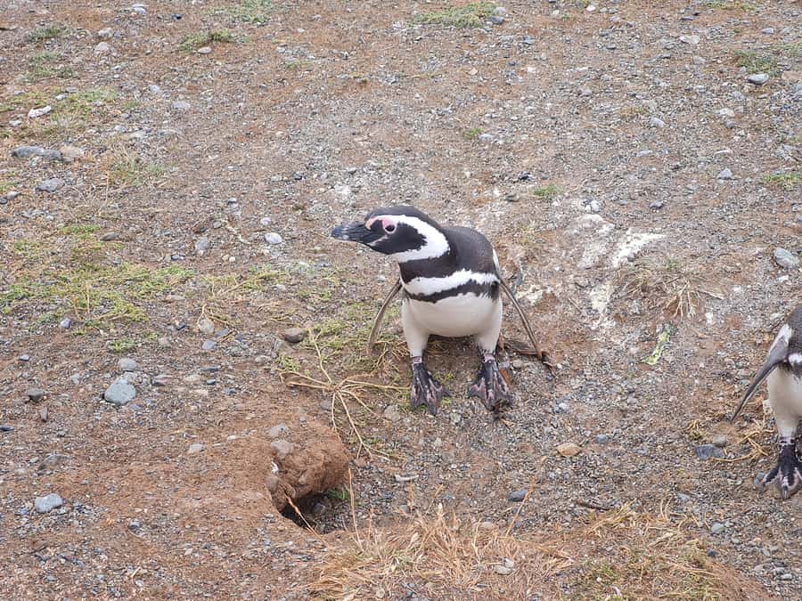 Magdalena Island: Walk with the penguins - Cruising the Strait of Magellan: dolphins, whales, and sea air