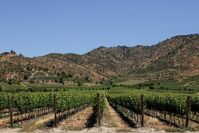 Moment Tour Tasting Icon - The vineyard walk: where you learn what to pay attention to