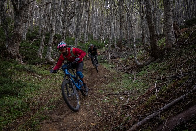 Mountain Bike Adventure in Punta Arenas - Stop 1 in Reserva nacional Magallanes: lengas, coigues, and trail choice