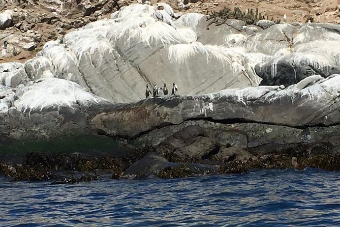 Penguin Watching Navigation Cachagua Lunch From STGO Private Tour - Why Humboldt penguins here feel different than the Antarctica idea