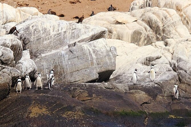 Penguin Watching Navigation Cachagua Lunch From STGO Private Tour - Getting to the coast: the long drive becomes part of the tour