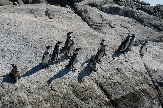 Penguin Watching Navigation Cachagua Lunch From STGO Private Tour - Playa Renaca and Avenida Peru: quick hits that keep your momentum