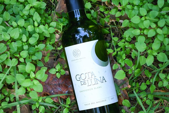 "Premium Wine Tour" Viña Cousiño Macul Official english - Price and value: is $45 per person a fair deal?