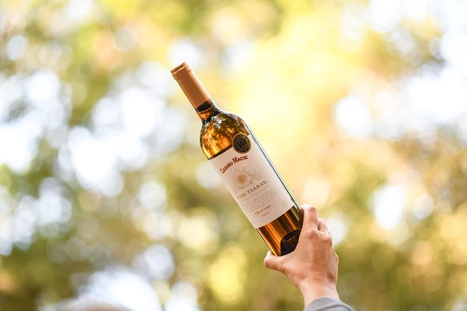 "Premium Wine Tour" Viña Cousiño Macul Official english - Who should book this Premium Wine Tour