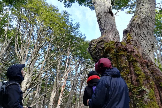 Private Patagonian Forest Hike in Punta Arenas: 4 Hour - A Quiet, Private Half Day in Punta Arenas