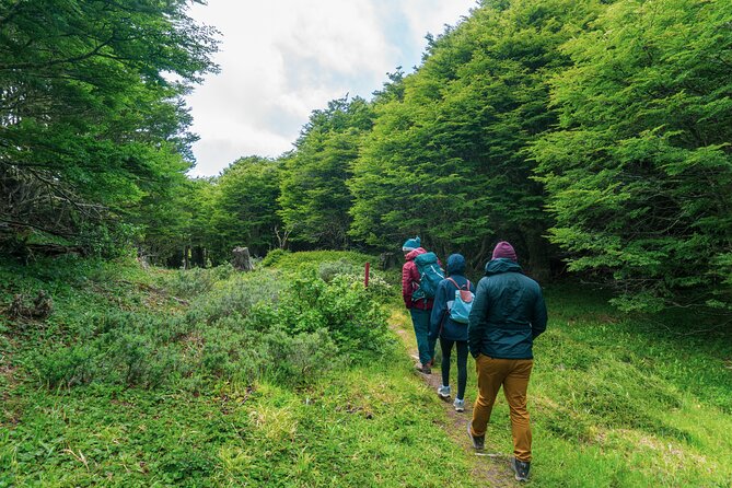 Private Patagonian Forest Hike in Punta Arenas: 4 Hour - Price and Logistics: When $300 Makes Sense