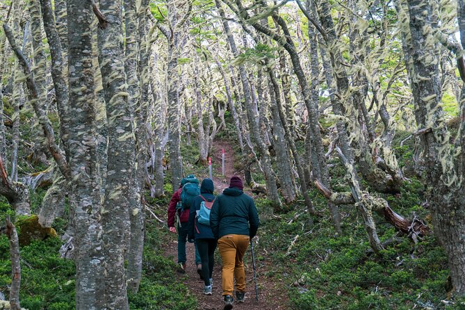 Private Patagonian Forest Hike in Punta Arenas: 4 Hour - What You Really Get: Poles, Binoculars, and a Guide Who Pays Attention