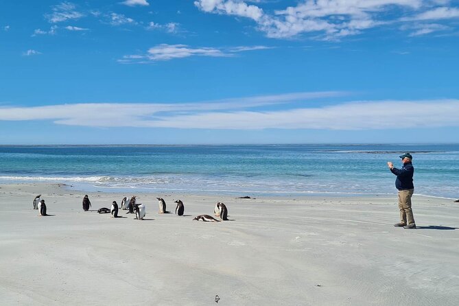 Private Penguin Paradise Tour: Penguins, Scenery & Stanley - Quick hits before you go