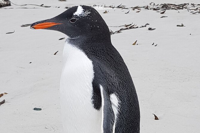 Private Penguin Paradise Tour: Penguins, Scenery & Stanley - Yorke Bay’s dunes, the landmine story, and why “safe” is a big deal