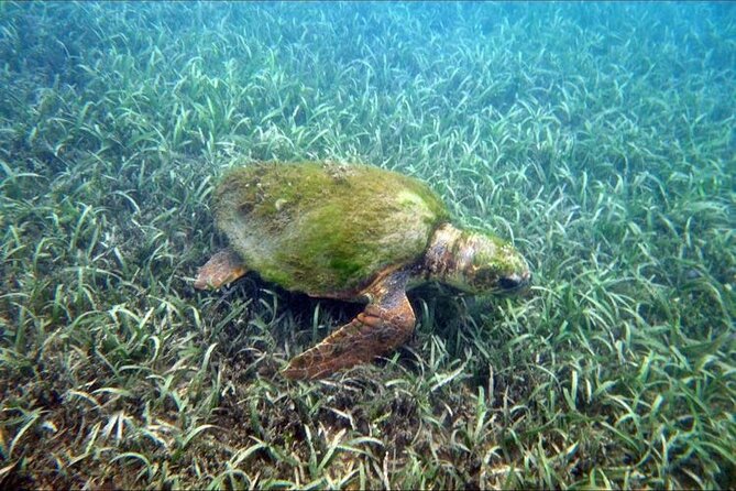 Private Snorkeling and Sightseeing Tour of Antigua - Private tour perks that make the day feel easy