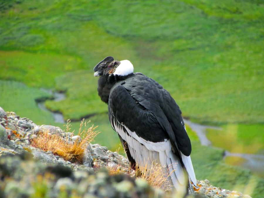 Puerto Natales: Cerro Benitez Half-Day Hike with Condors - Key Points That Matter Before You Go