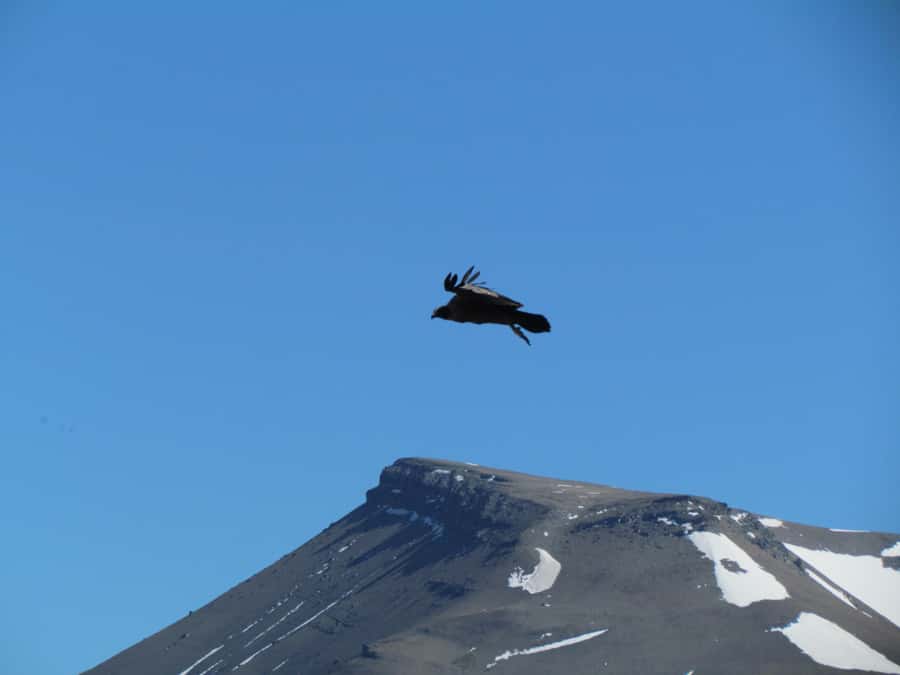 Puerto Natales: Cerro Benitez Half-Day Hike with Condors - Condors: How to Maximize Your Chances Without Stress