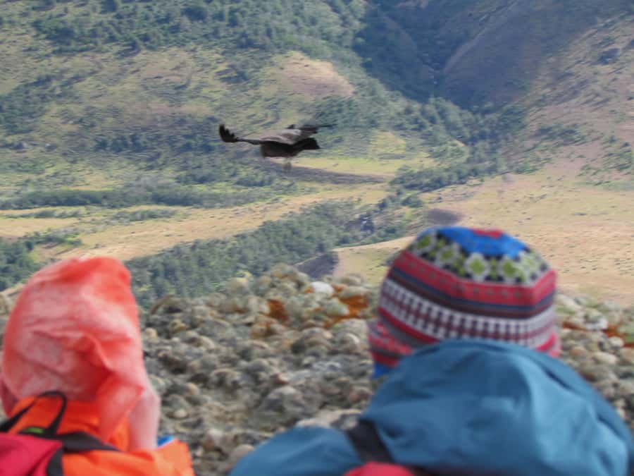 Puerto Natales: Cerro Benitez Half-Day Hike with Condors - Summit Payoff Over Lake Sofia (and the Wind Factor)