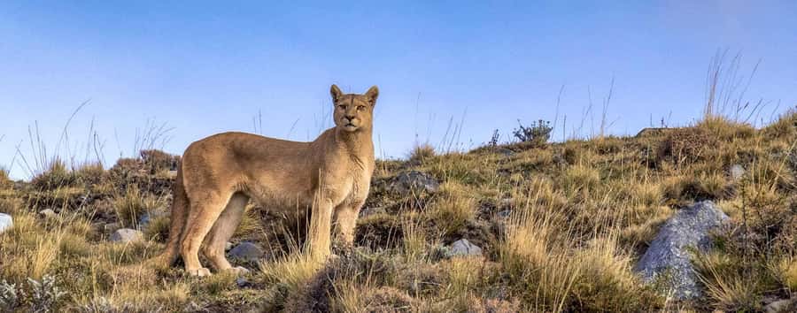 Puerto Natales: Full Day Torres del Paine + Milodon Cave - Wildlife spotting and photo odds: how the guide helps you see more