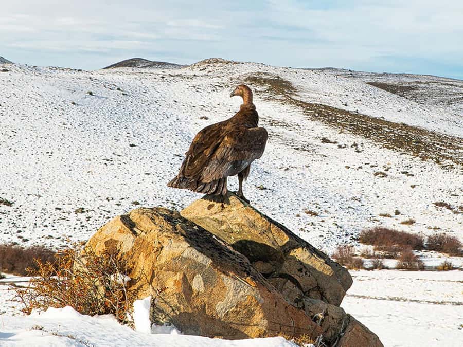 Puerto Natales: Full-Day Torres del Paine Tour - Should you book this Torres del Paine day trip from Puerto Natales?