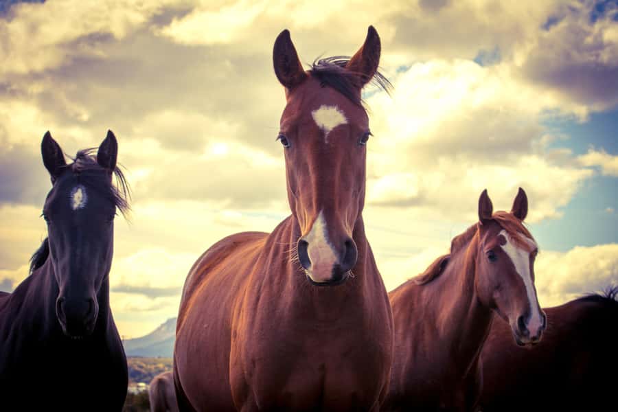 Puerto Natales: Traditional Horseback Riding Experience - What you’ll do with your time on horseback