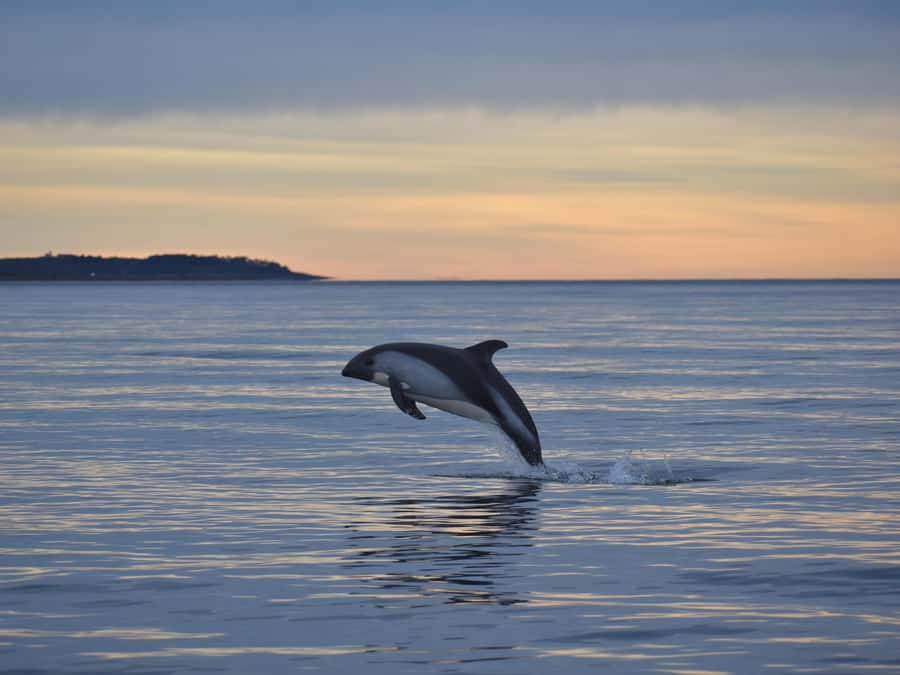 Punta Arenas: Austral Dolphin & Wildlife Watching Boat Tour - Key things to know before you go