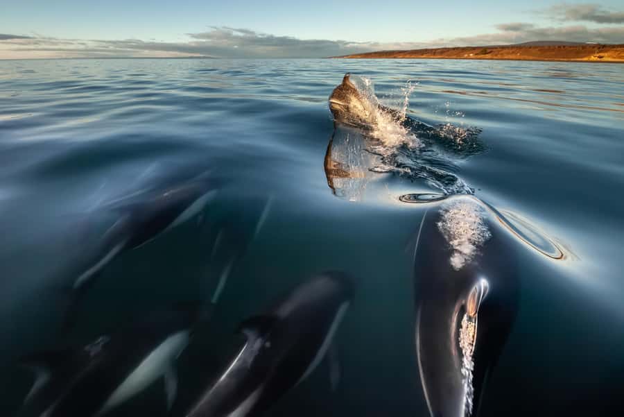Punta Arenas: Austral Dolphin & Wildlife Watching Boat Tour - Bahía Agua Fresca: why this bay is dolphin gold