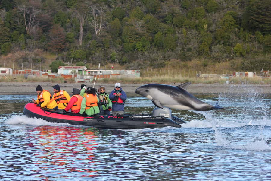 Punta Arenas: Austral Dolphin & Wildlife Watching Boat Tour - The on-the-water plan: 75 minutes of wildlife spotting from a Zodiac