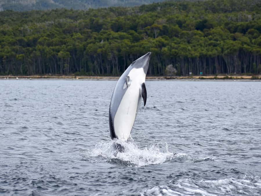 Punta Arenas: Austral Dolphin & Wildlife Watching Boat Tour - Wildlife beyond dolphins: birds, penguins, and surprise sightings
