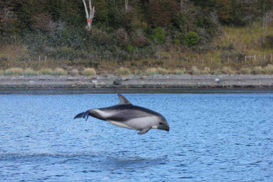 Punta Arenas: Austral Dolphin & Wildlife Watching Boat Tour - The guide, the safety setup, and the small comfort wins