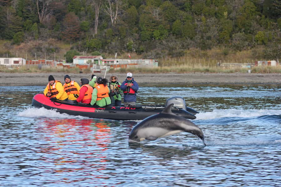 Punta Arenas: Austral Dolphin & Wildlife Watching Boat Tour - Price and value: what you are paying for at $190 per person